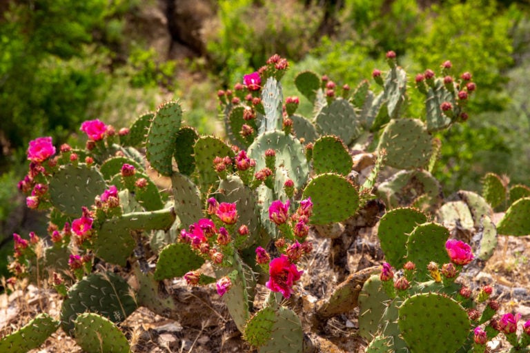 Beating Cancer: Quick Radiation Update and What Happens When I Go In