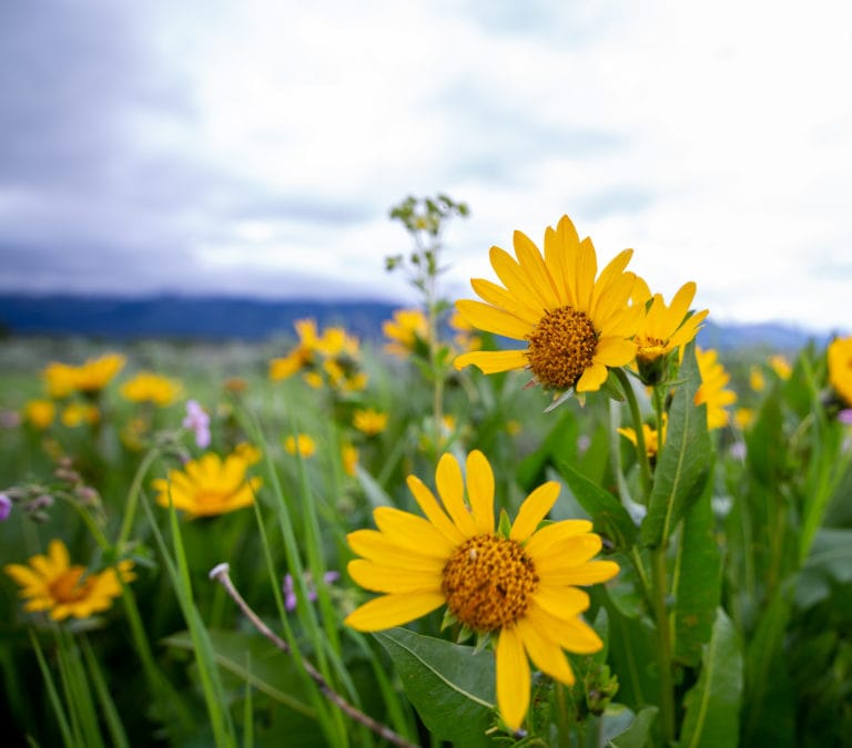 Wyoming Grand Teton National Park Canon Photography
