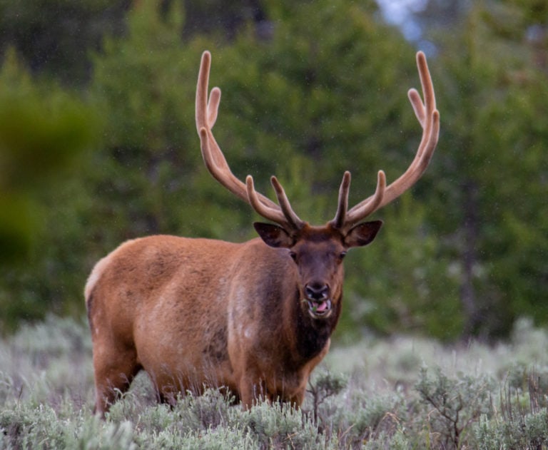 Grand Teton National Park Wildlife Tamron 150-600 lens