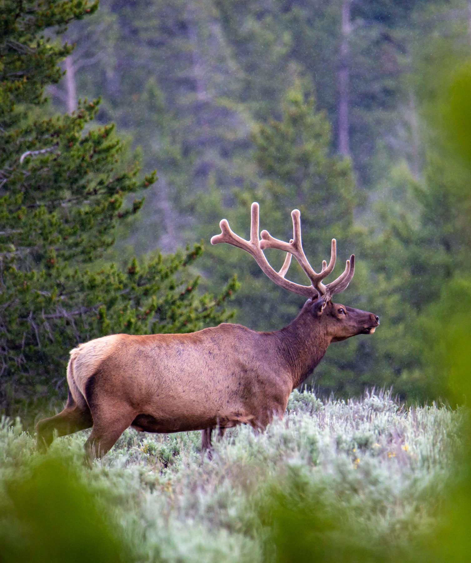Grand Teton National Park Wildlife Tamron 150-600 lens