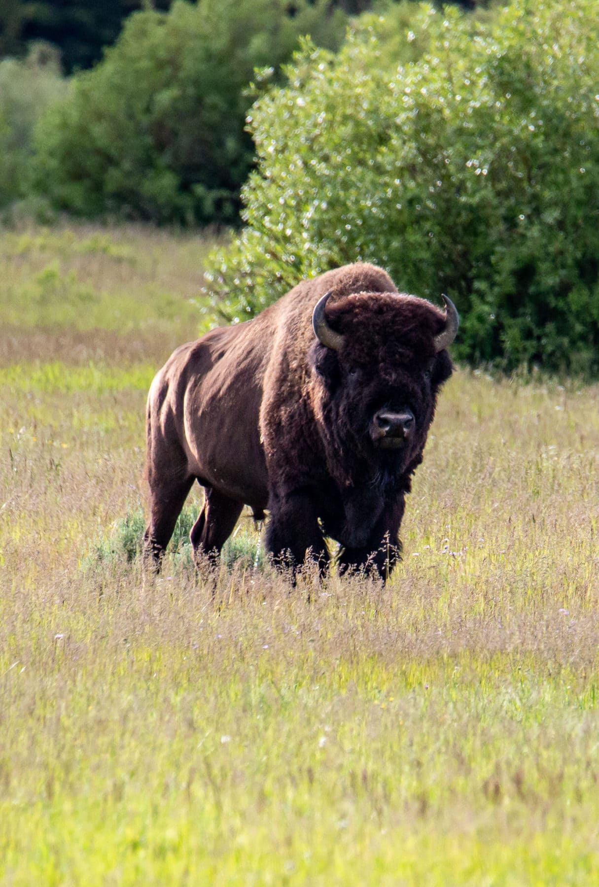 Grand Teton National Park Wildlife Tamron 150-600 lens