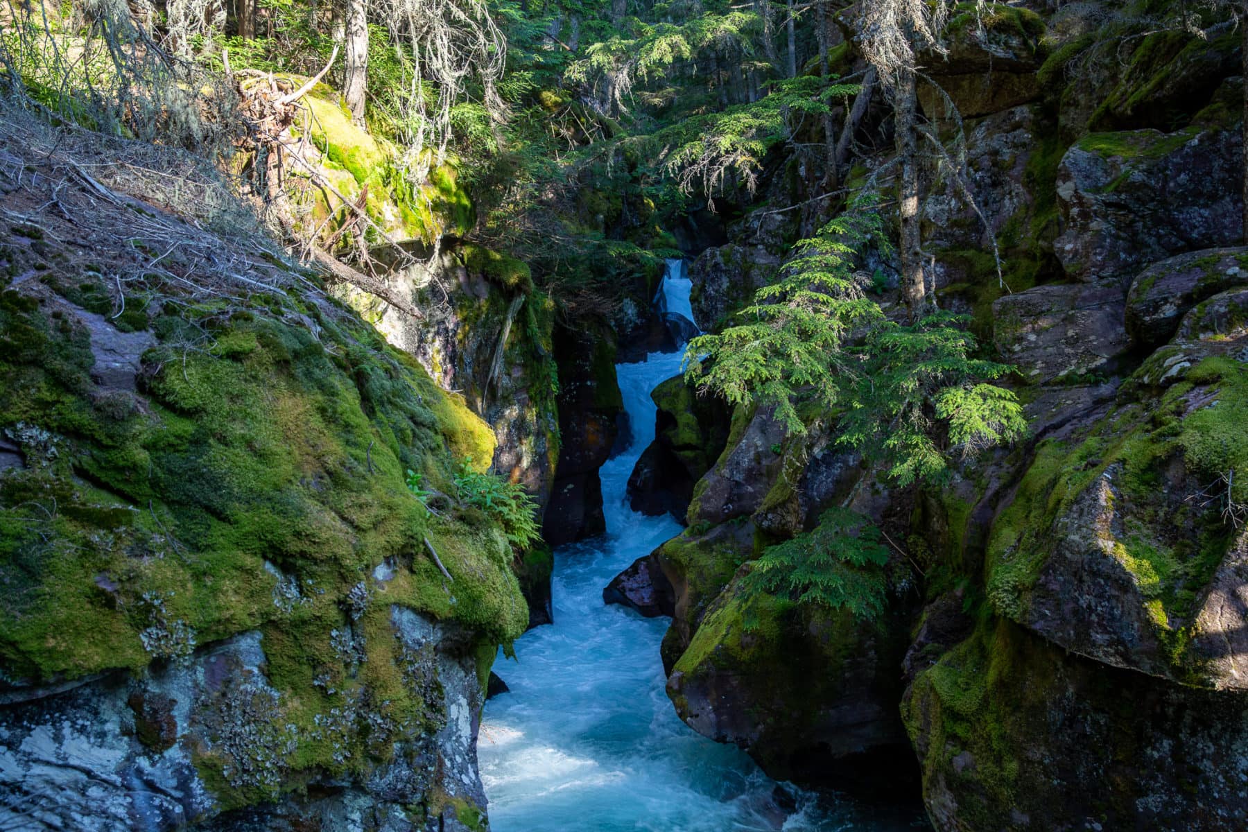 Glacier National Park Trail of the Cedars Avalanche Lake