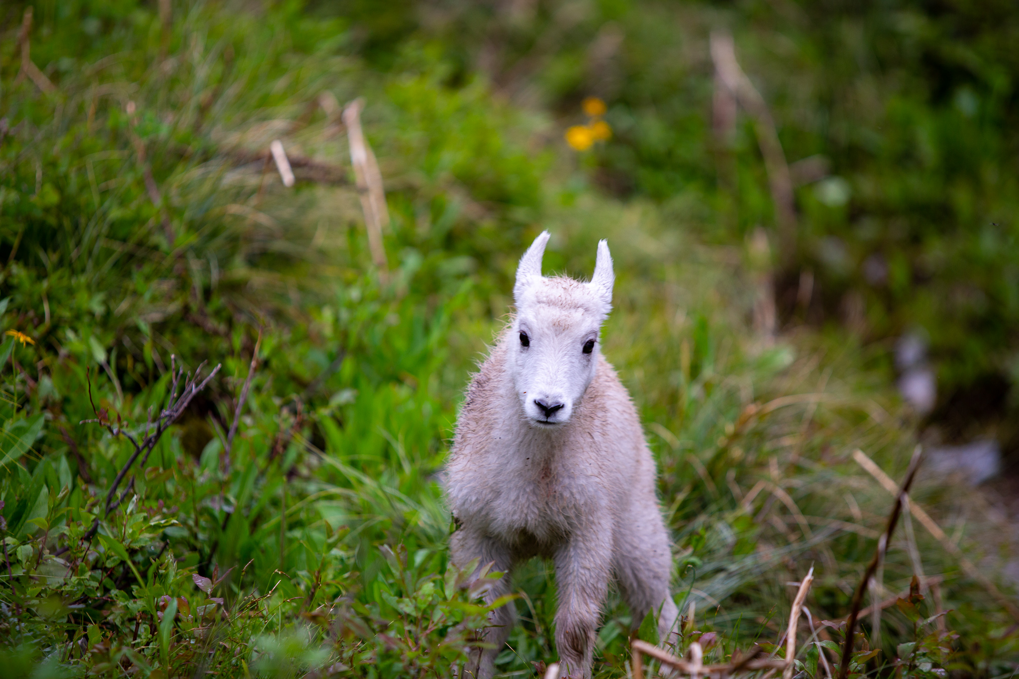 Glacier National Park Mountain Goat Photography Montana Sperry Chalet