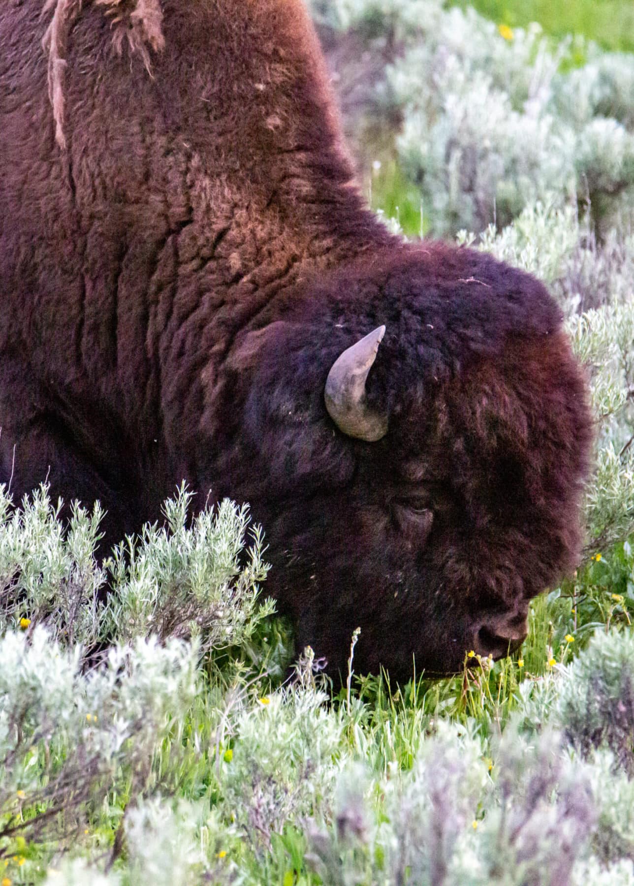 Yellowstone National Park Wildlife Photography