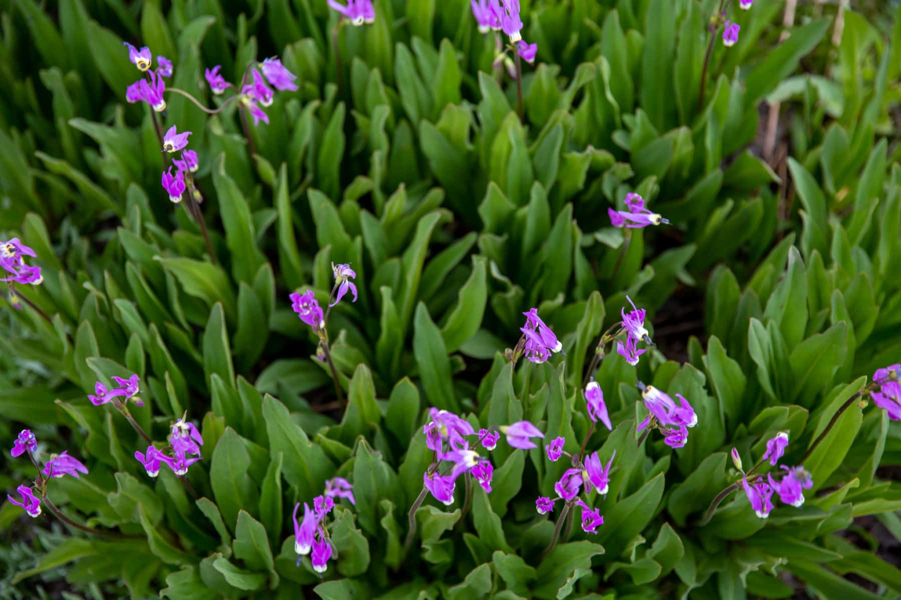 Backpacking Idaho Sawtooth Mountains wildflowers