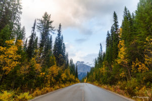 Field British Columbia fall colors canadian rockies road trip