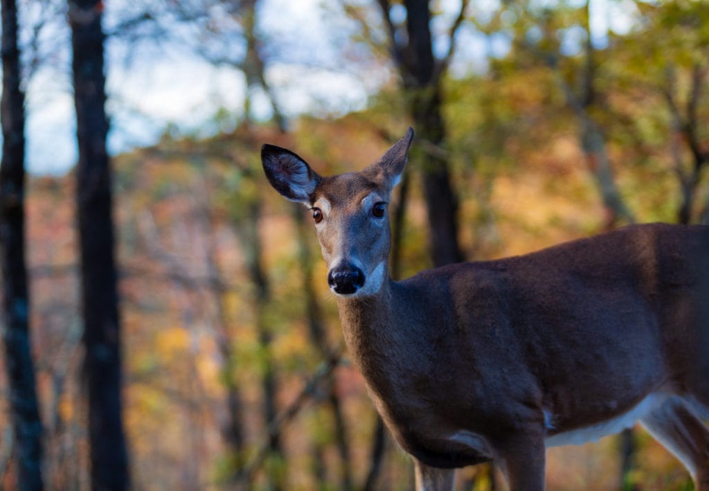 Skyline Drive Shenandoah National Park Virginia