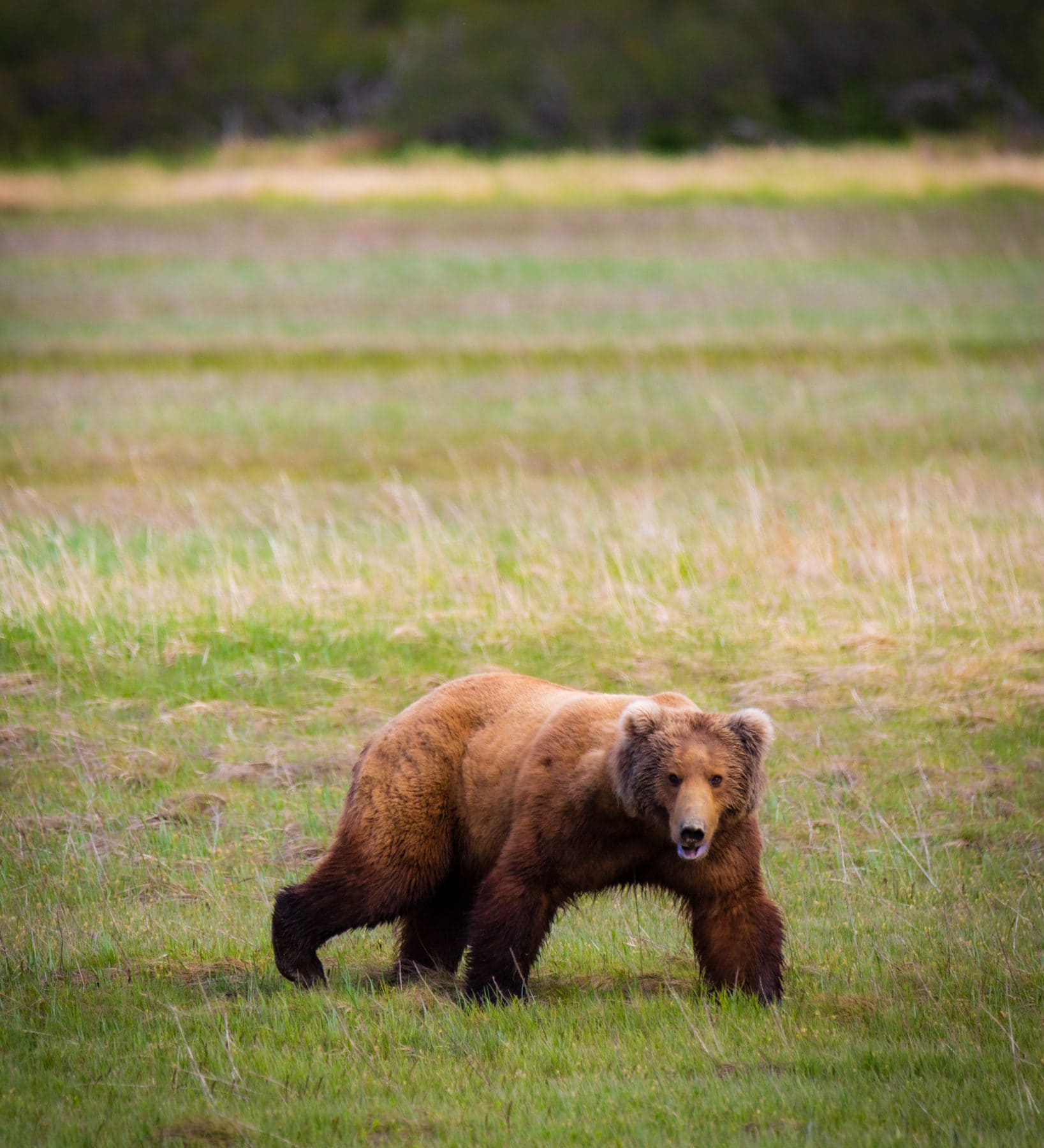 The Ultimate Guide to Visiting Alaska in August