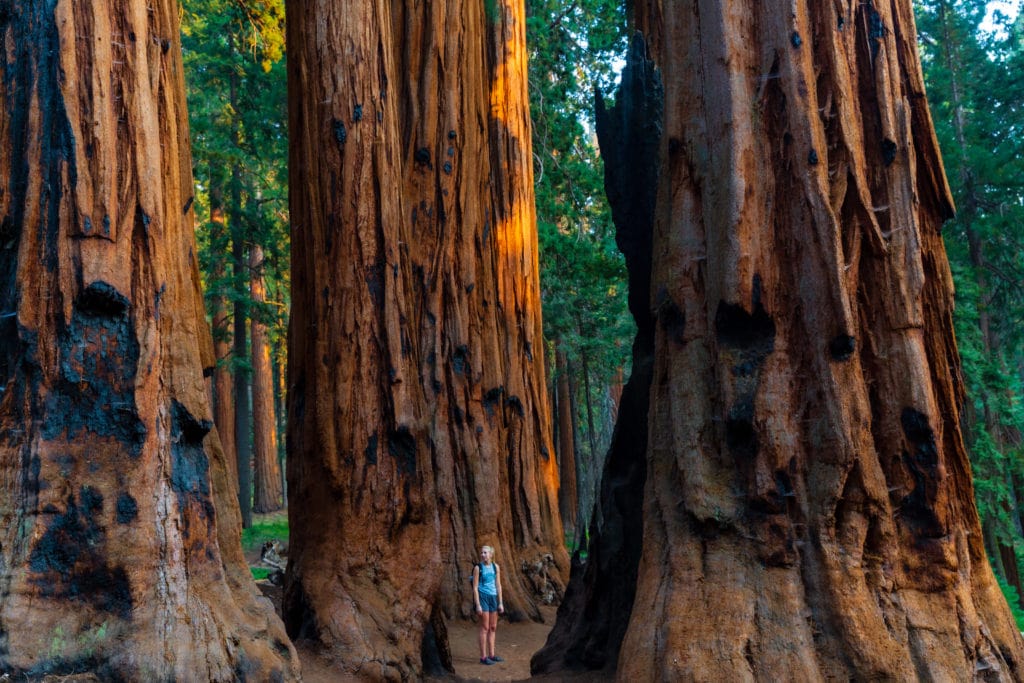 a female enjoying one of the best hikes in Sequoia National Park - congress trail