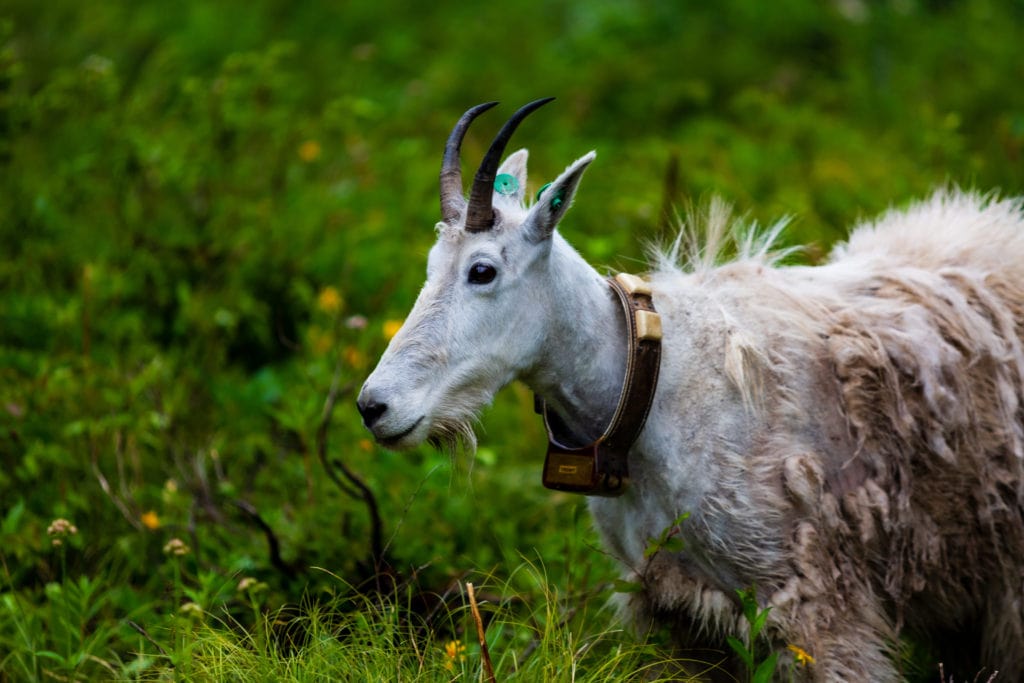 glacier national park mountain goat