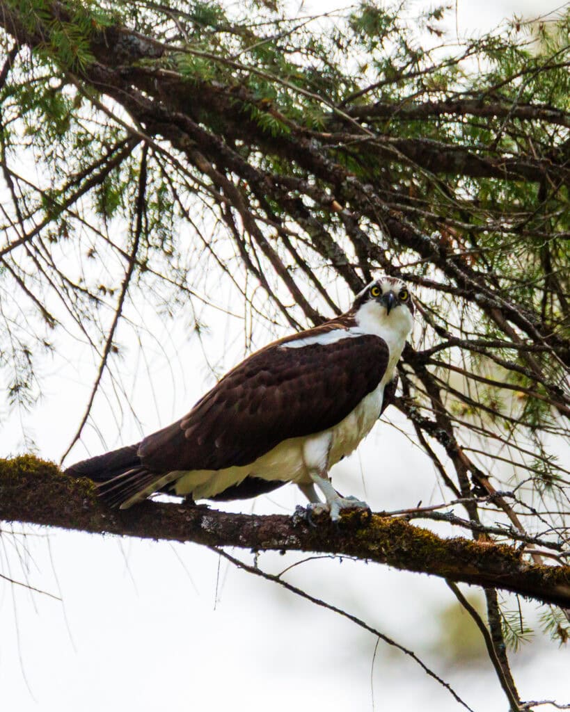 Osprey perched on a pine branch with blue sky visible through the foliage at McArthur-Burney Falls Memorial State Park, California