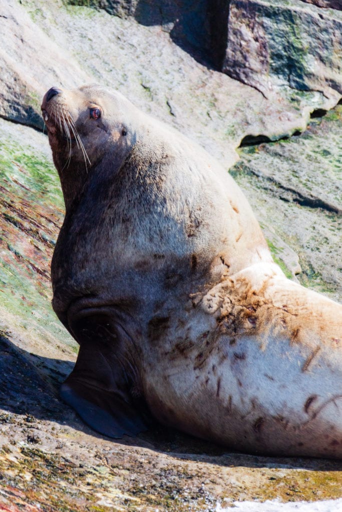 stellar sea lions on the kenai fjords wildlife cruise