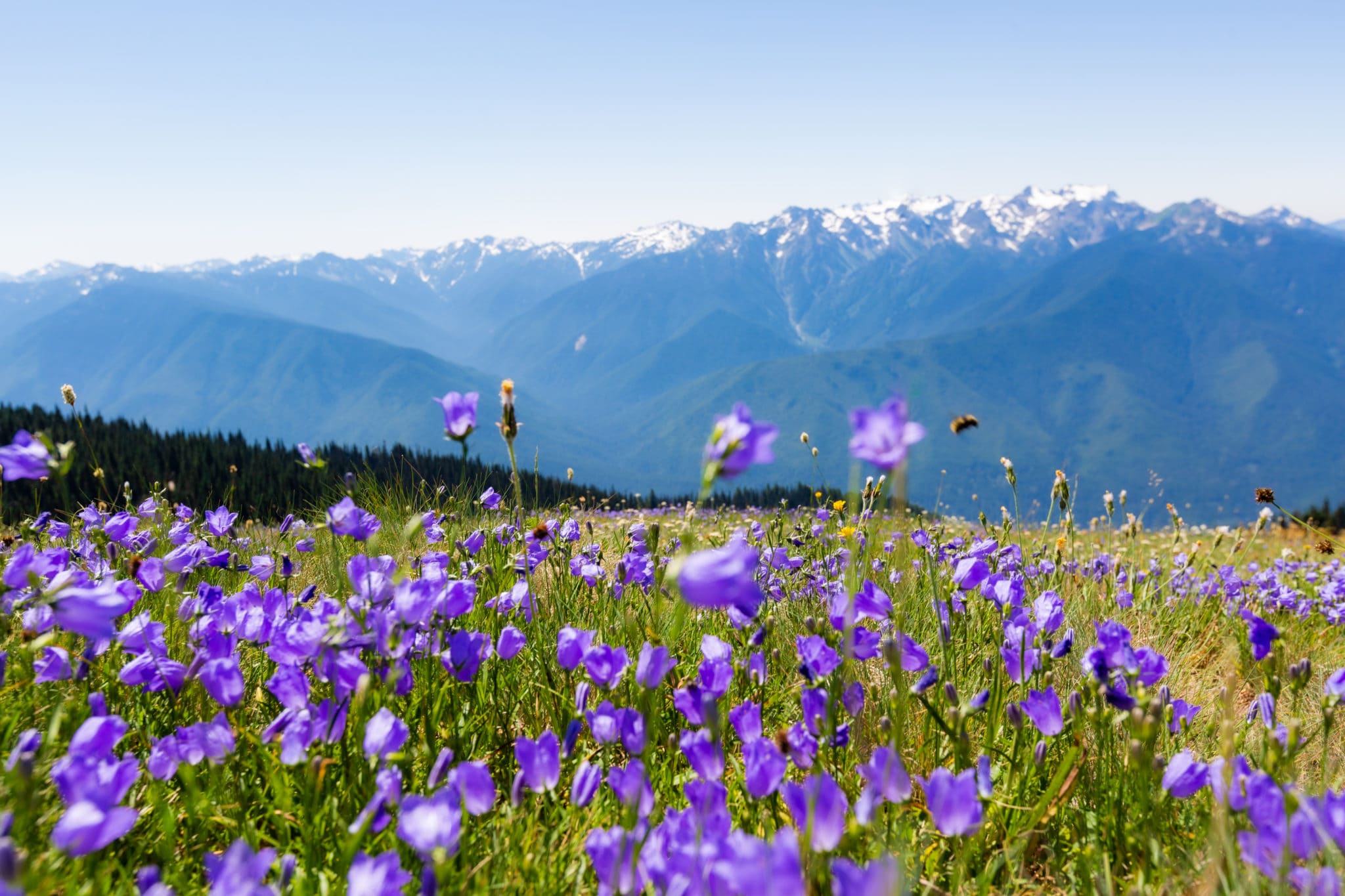 Hurrizan Ridge The best Hurricane Ridge hike in Olympic National Park