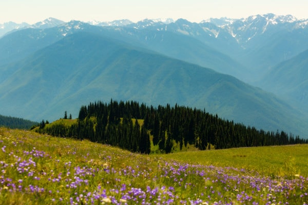 Explorer Ridge Pnw Summer Hikes in PNW: Don't Miss These 15 Amazing Trails (From a local)
