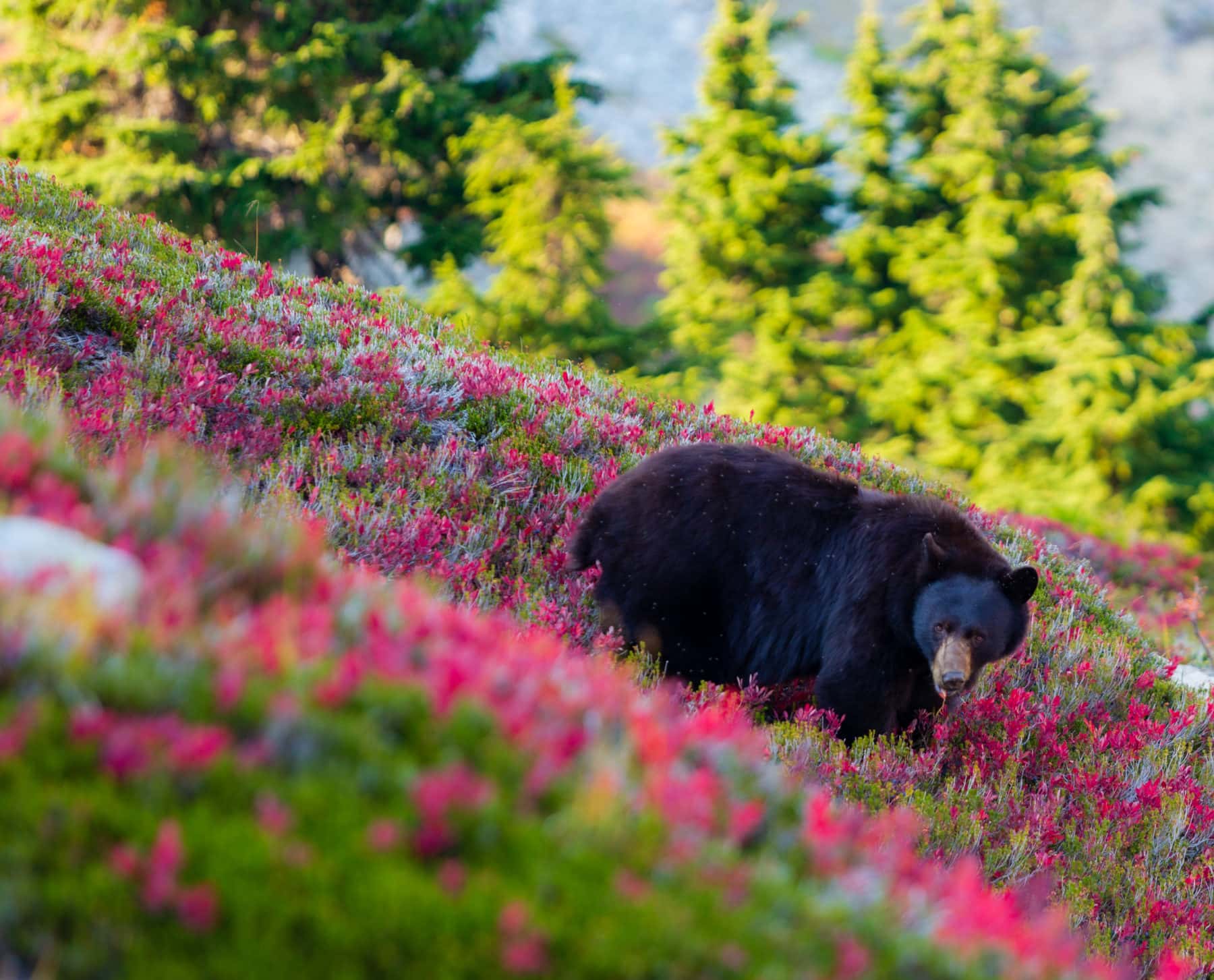 12 Wildlife Photography Tips for Beginners To Nail The Shot