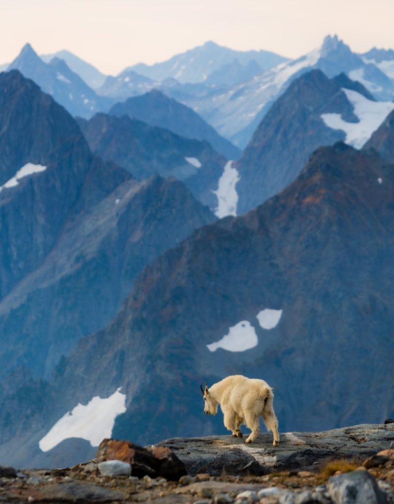 mountain goat north cascades national park backpacking sahale glacier camp