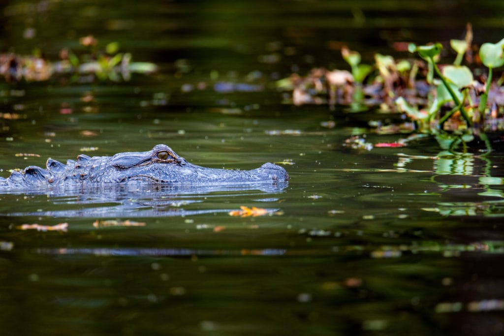 An alligator swims in a swamp in Texas. 