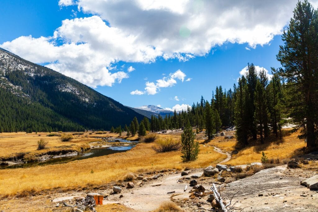 the lyell canyon trail cutting through the meadow
