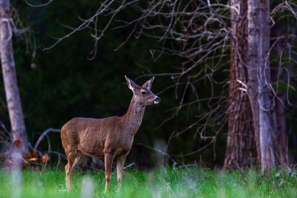a deer hangs out in the cook meadow in yosemite national park
