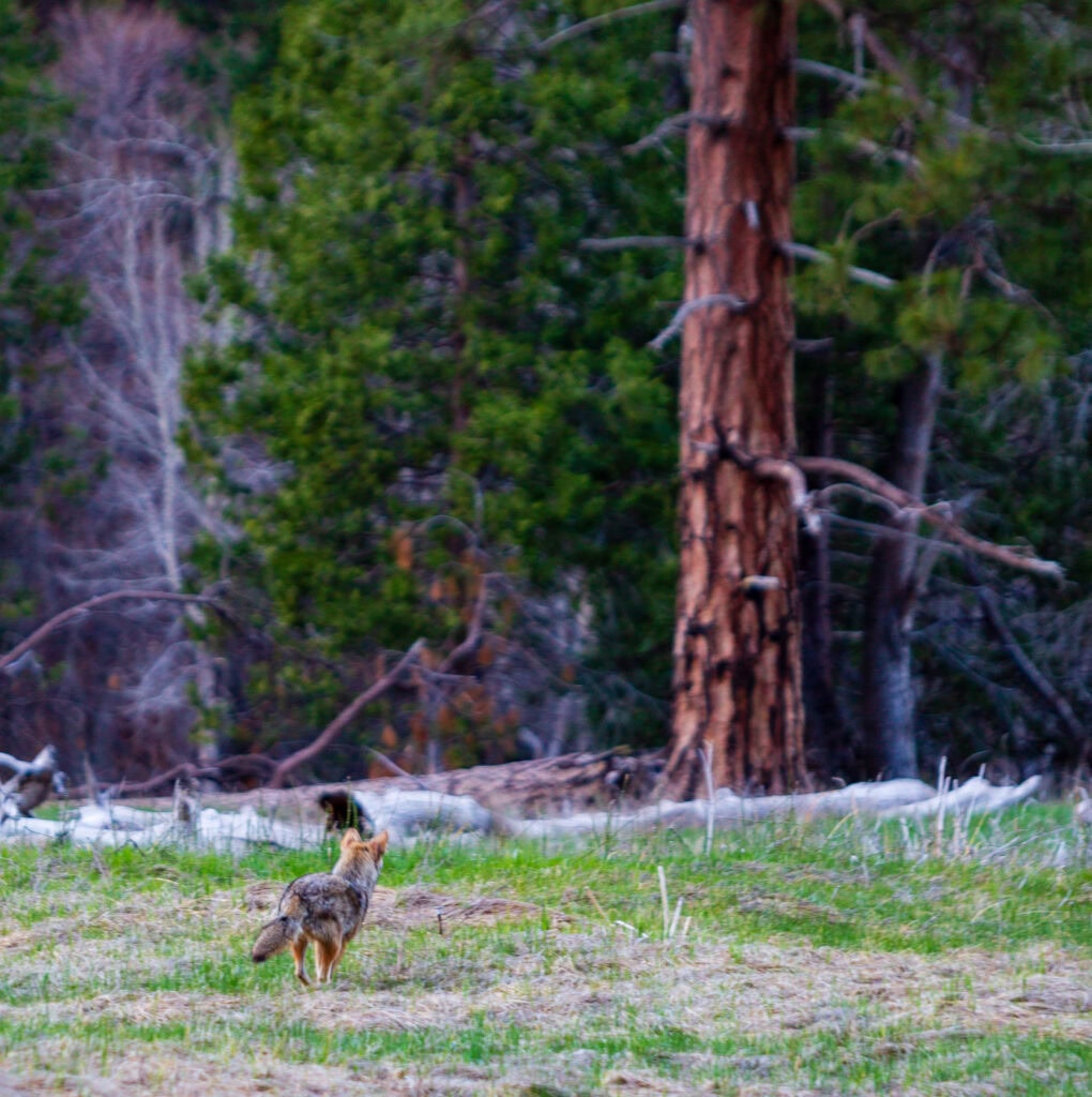 a fox runs through the yosemite meadow