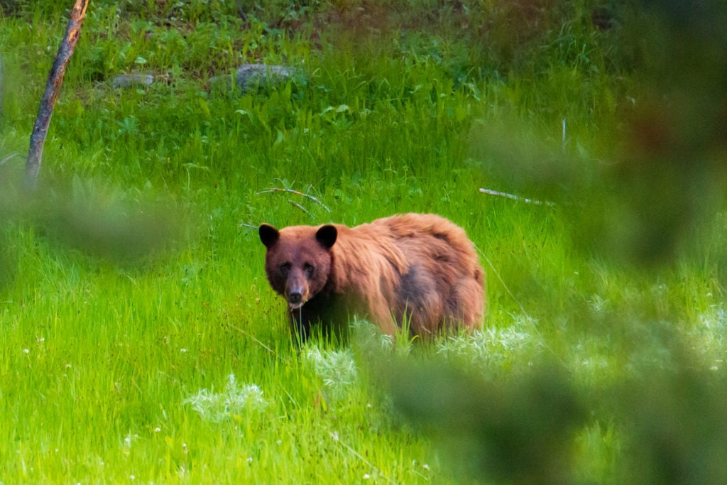 yellowstone national park 3 day yellowstone itinerary
