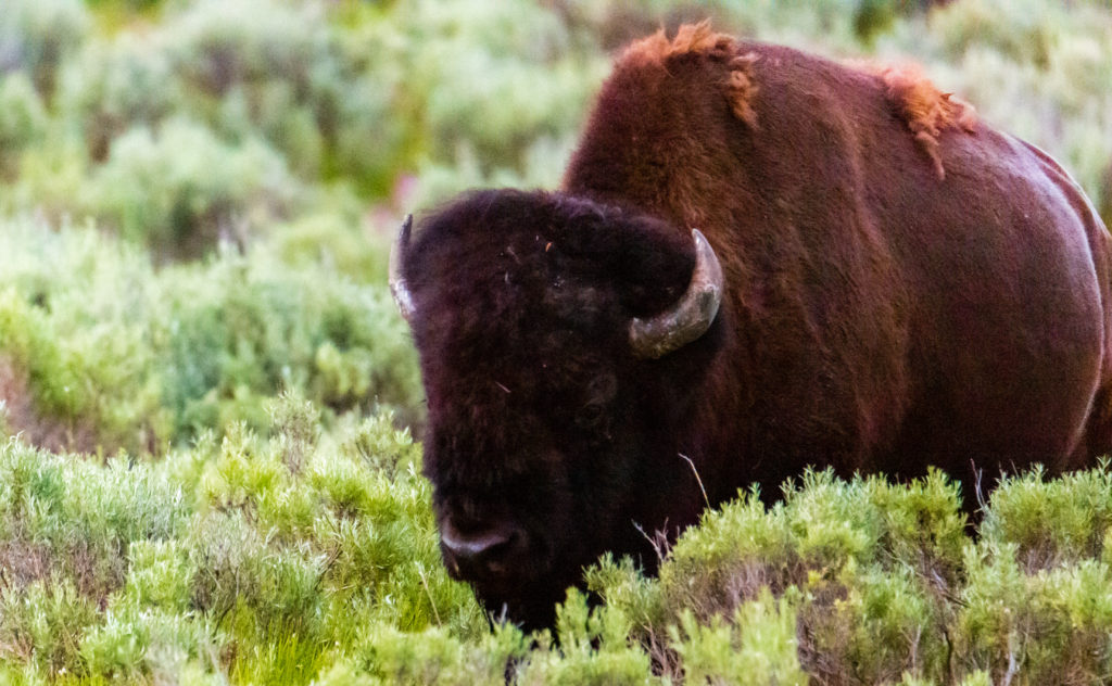 3 day yellowstone itinerary