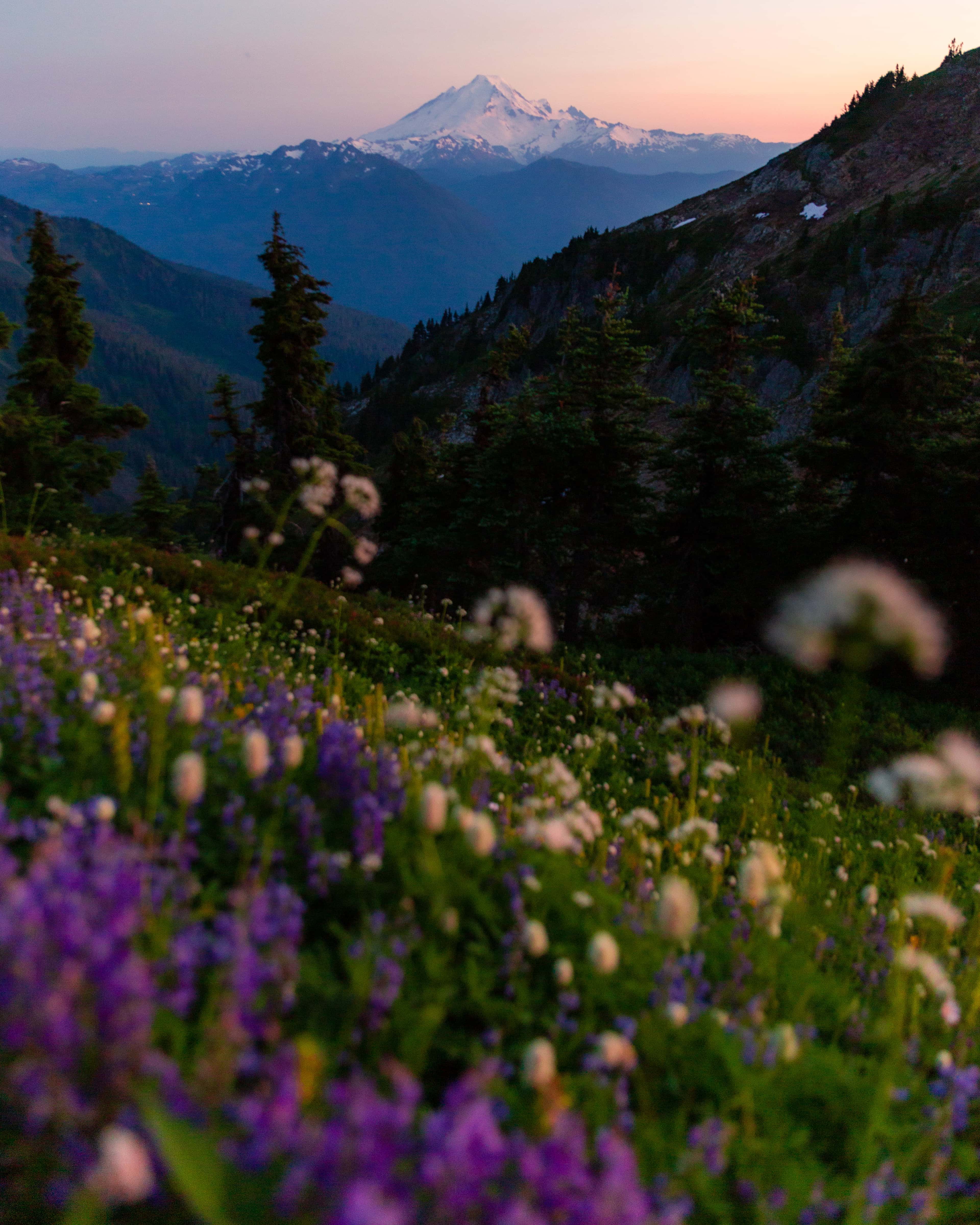 In the North Cascades mountain range. We have Mt. Baker in the back and wildflowers in the foreground. 