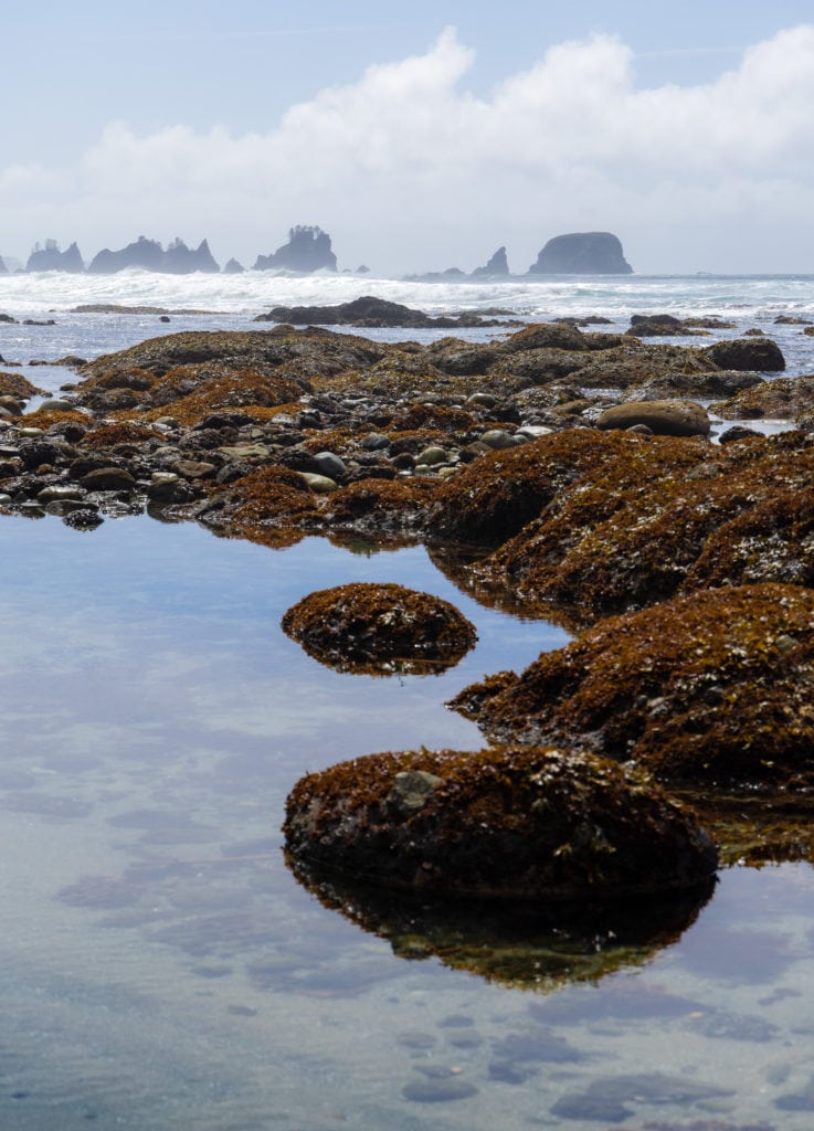 The tide pools near Shi Shi Beach. 