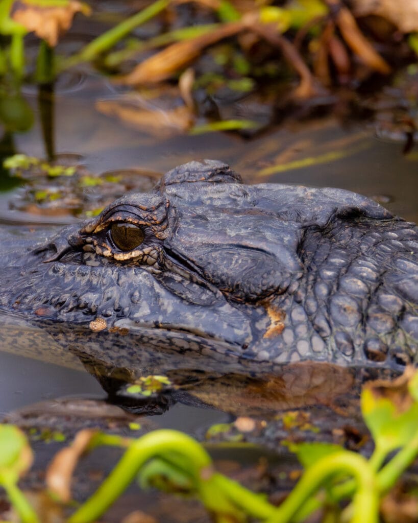 An alligator hides in the Lilly pads. 