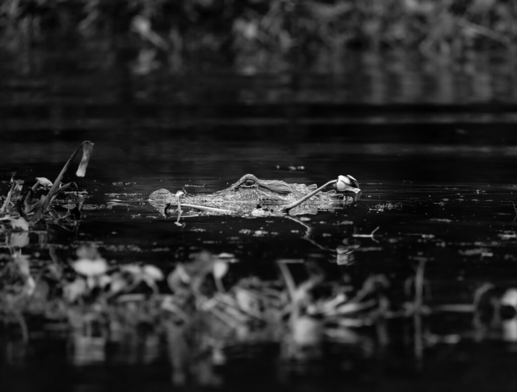 A alligator swims in the river. Black and white photo. 