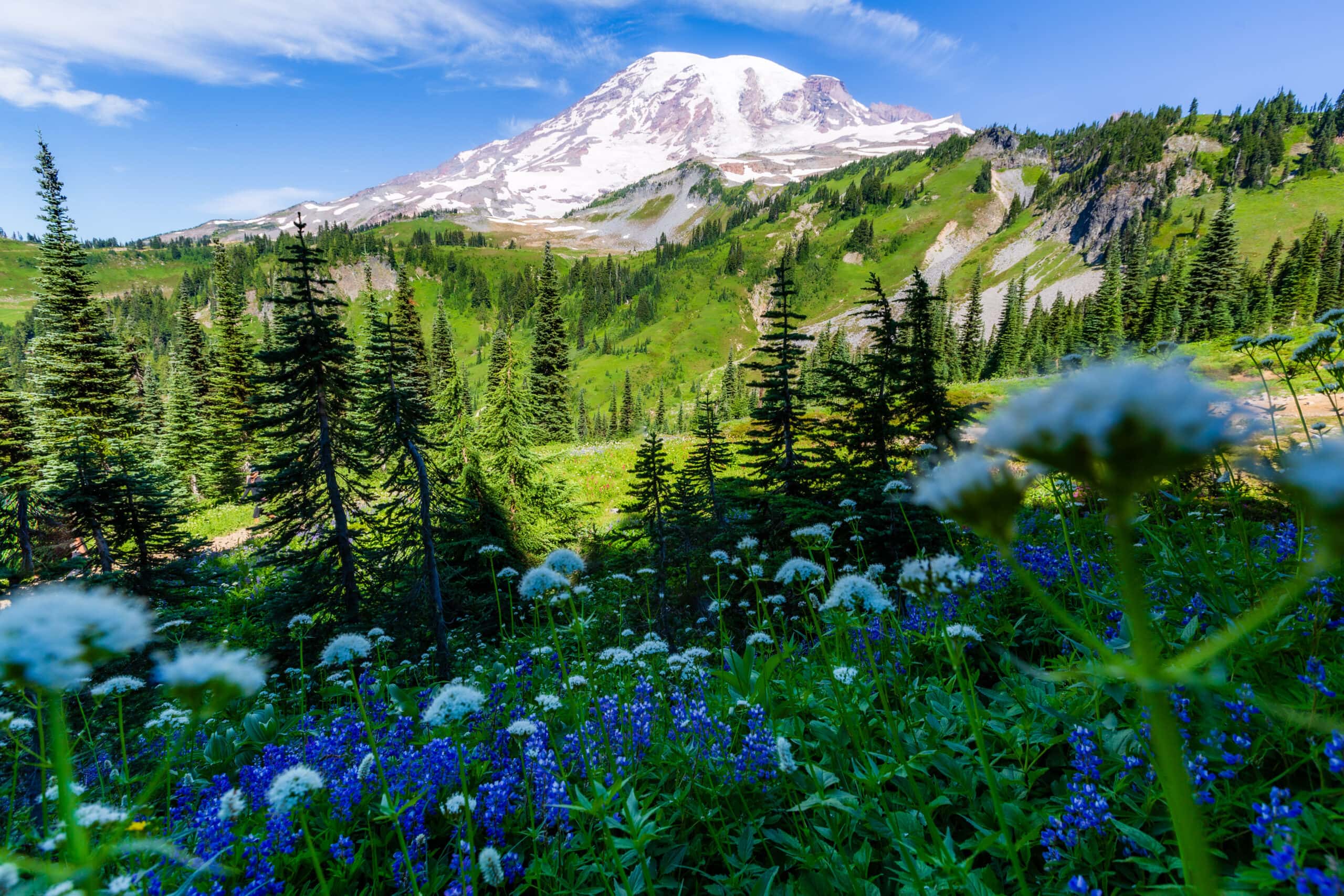 Is Mount Rainier Worth Visiting 5 Reasons You ll Be Amazed Here