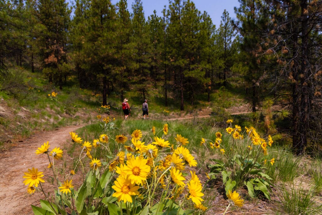 Hikers hike along a path with sunflowers .