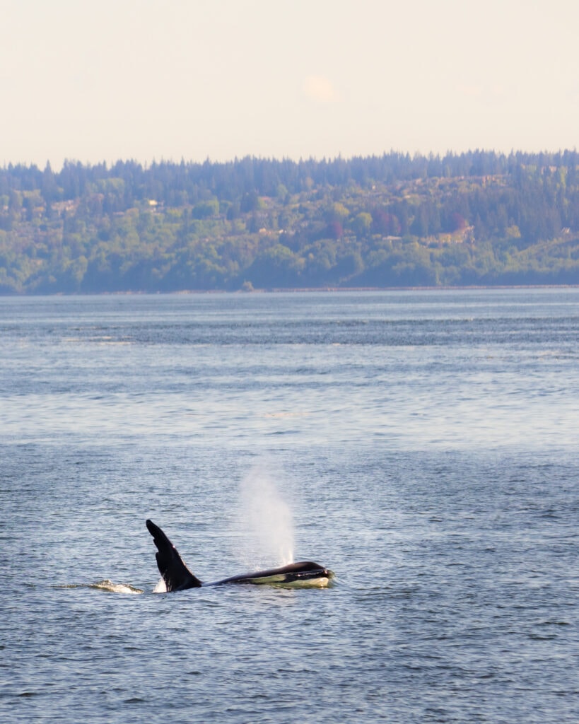 an orca swims near seattle one of the best places to watch whales in the world