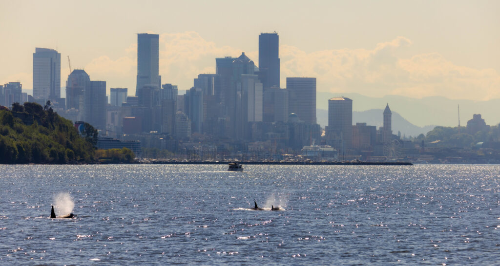 two orcas blow air out with the seattle skyline behind them