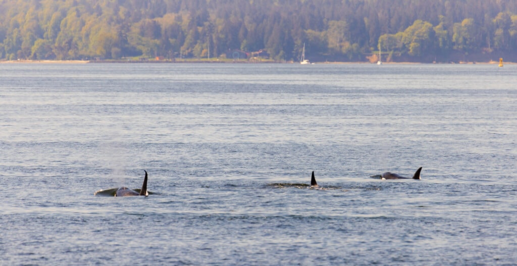 orcas swim in the puget sound near seattle