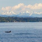 Seattle Whale Watching Guide: How to see Orcas, Humpbacks, and more!