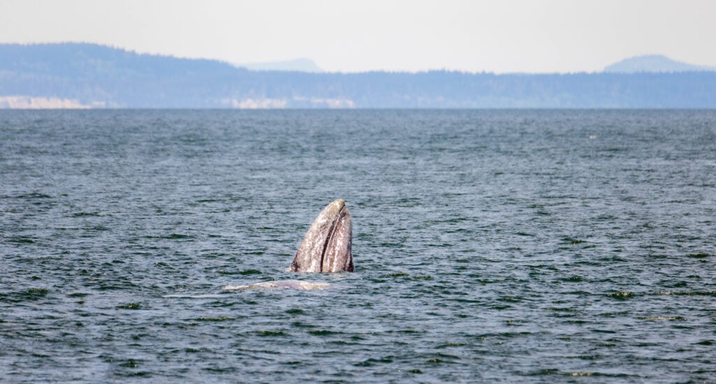 a gray whale spy hops in the puget sound