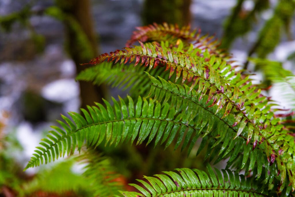 A green fern in Washington. being surrounded by these as you go wild camping is perfect. 