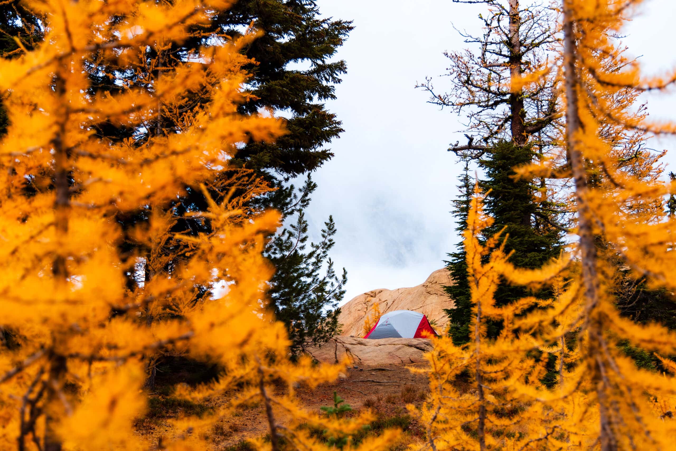 A MSR Tent sits in the larch fields