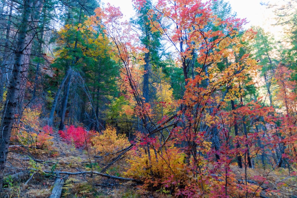 fall colors in west oak creek canyon in sedona
