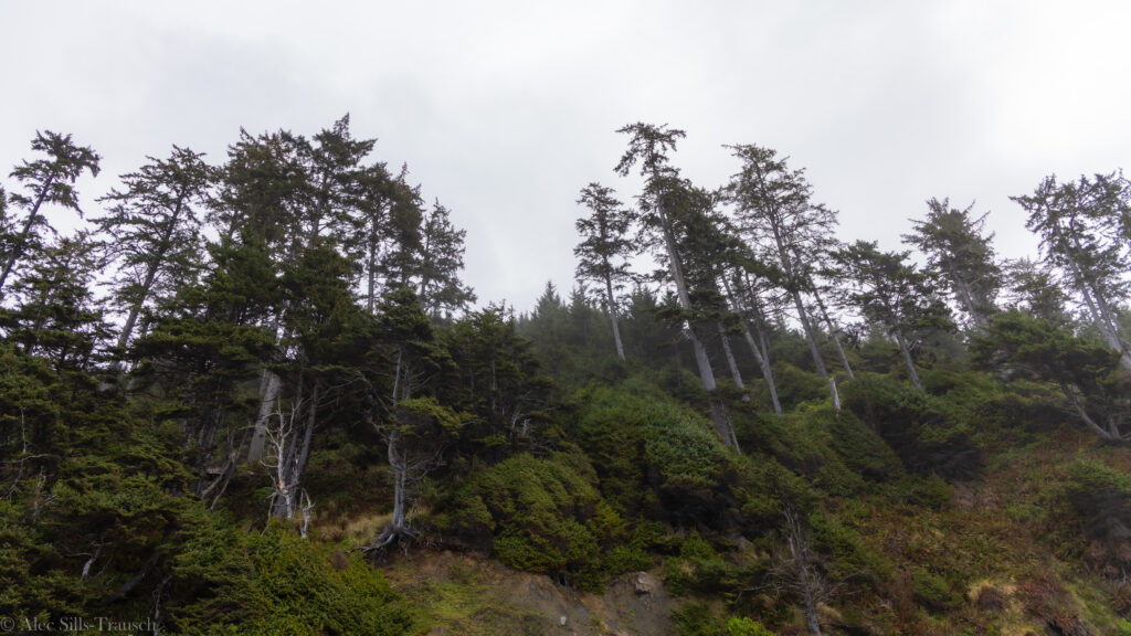 The switchbacks leading up from the beach to the Shi Shi Beach trail.