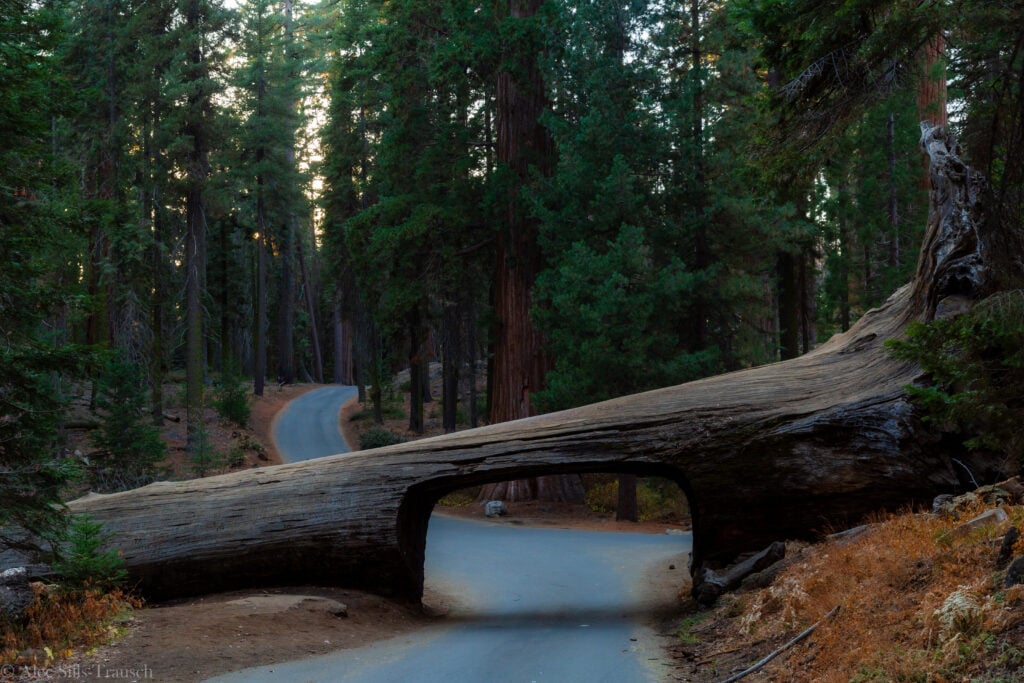 tunnel log in sequoia national park.