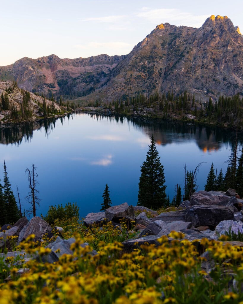 yellow flowers in the foreground with a lake and mountains above