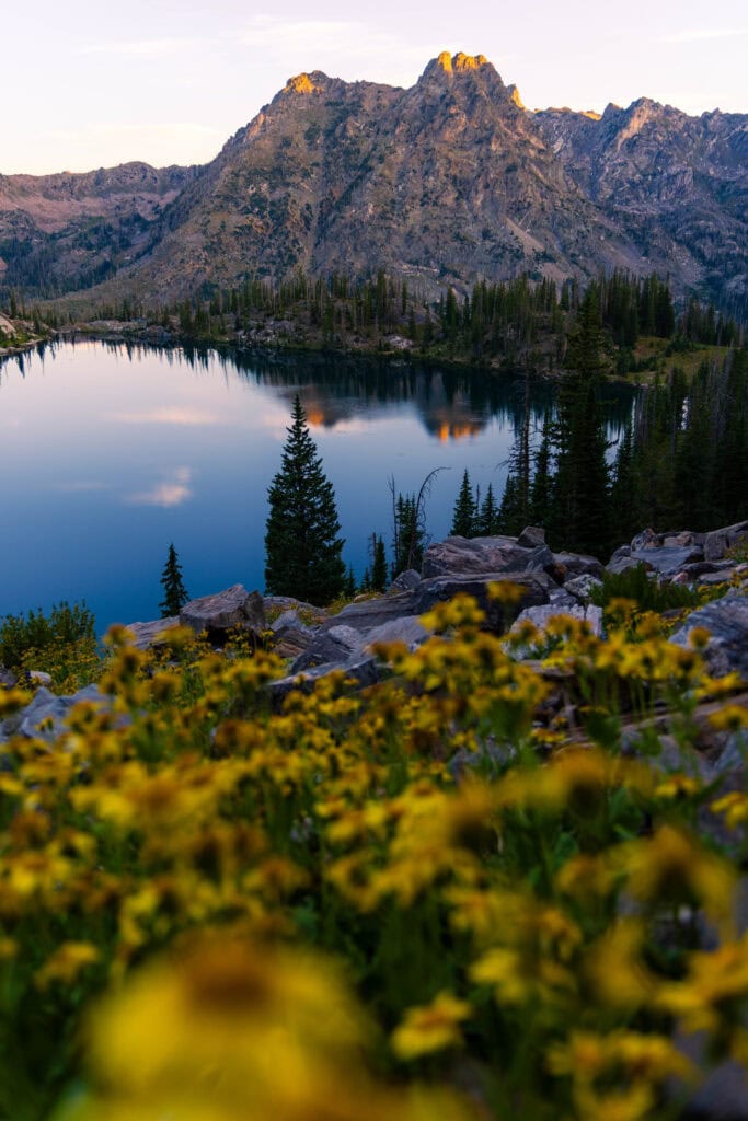 yellow flowers in the foreground with a lake and mountains above