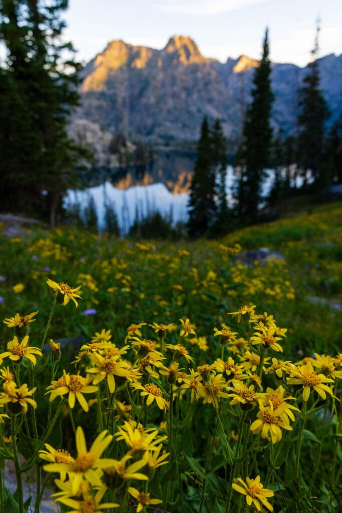 yellow flowers in the foreground with a lake and mountains above