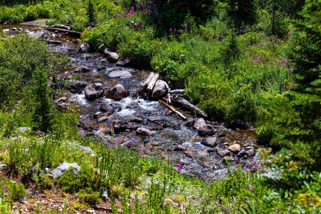 gilpin creek flowing out of the mountains surrounded by flowers