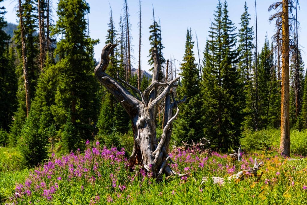 a dead tree surrounded by purple fireweed in colorado