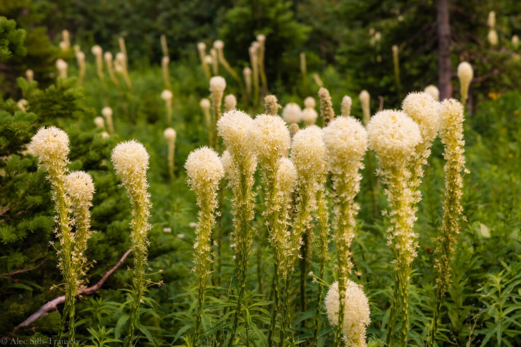 Summer is the best time to visit Glacier National Park to see the blooming flowers. 