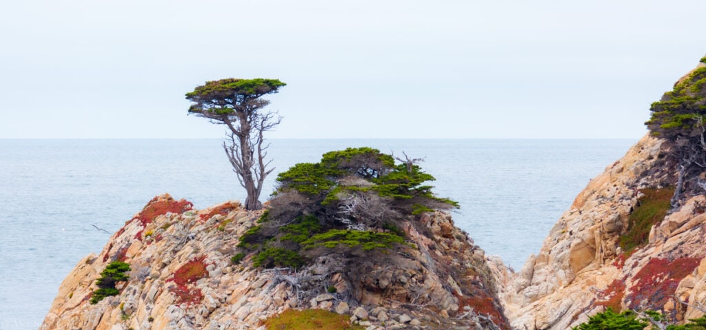 cyprus tree in point lobos state natural reserve