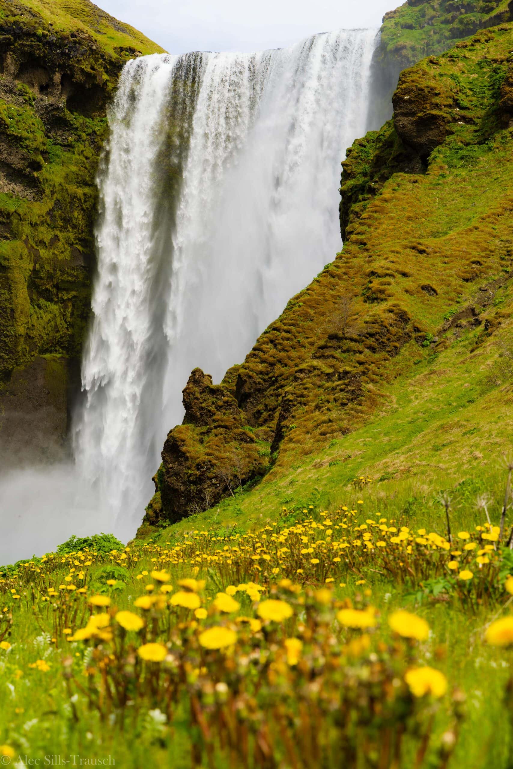 Skogafoss in the background with yellow flowers in the foreground